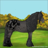 Horse Color:Void White Spotted Black Appaloosa 