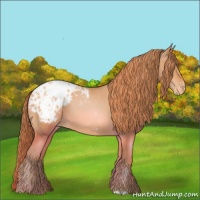 Horse Color:Bay Pearl Appaloosa 