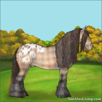 Horse Color:Plaid  Bay Dun Appaloosa 