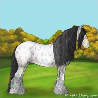 Horse Color:Bay Ice Tobiano Appaloosa