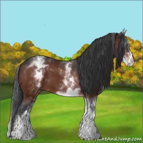 Horse Color:White Spotted Bay 