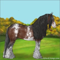 Horse Color:White Spotted Bay 