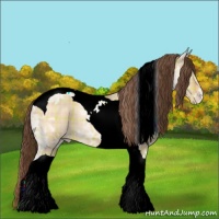 Horse Color:Plaid  Sable Champagne Ice Dun Tobiano Appaloosa Rabicano 