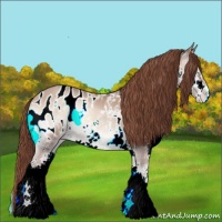 Horse Color:Classic Champagne Onyx Splash Appaloosa 