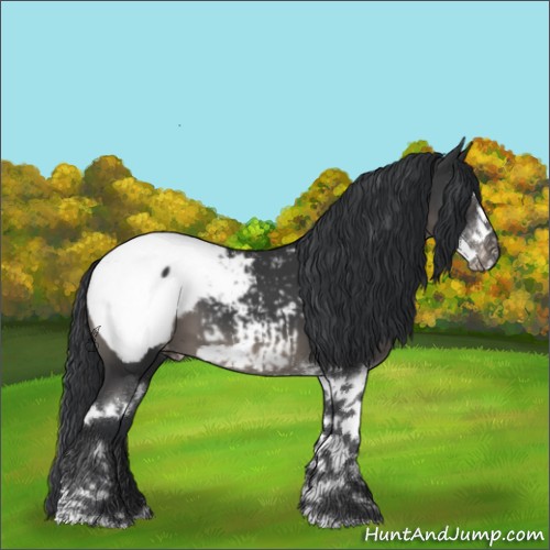 Horse Color:Black Sabino Snowcap 