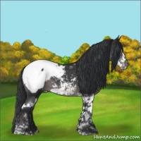 Horse Color:Black Sabino Snowcap