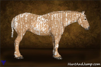 Horse Color:Gray White Spotted Black  Brindle