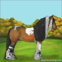 Horse Color:Bay Tobiano 