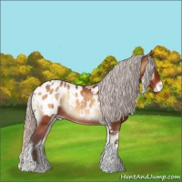 Horse Color:Silver Bay Onyx Tobiano Appaloosa 