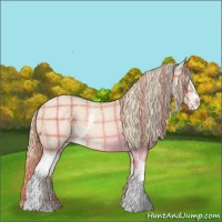 Horse Color:Plaid  White Spotted Perlino Appaloosa 