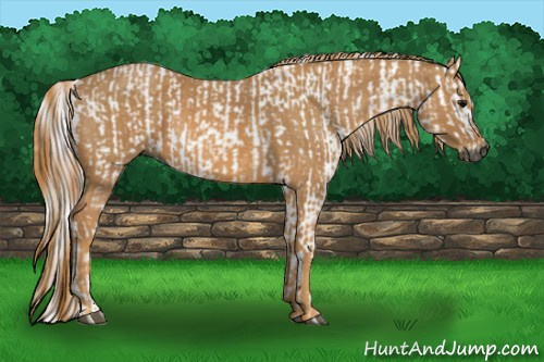 Horse Color:Gray White Spotted Smoky Black Brindle