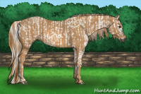 Horse Color:Gray White Spotted Smoky Black  Brindle