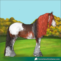 Horse Color:White Spotted Bay Snowcap Rabicano 