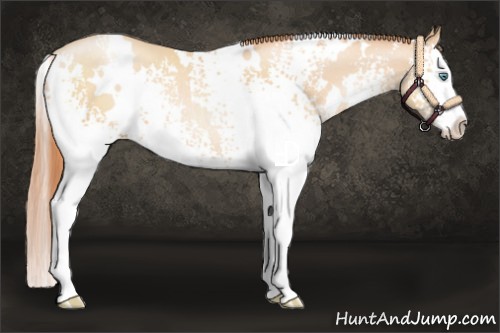 Horse Color:White Spotted Sable Champagne Pearl Splash