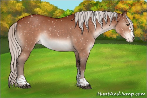 Horse Color:Silver Brown Sabino Appaloosa 
