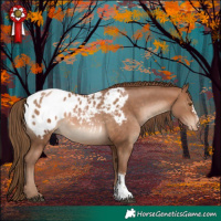 Horse Color:Brown Pearl Sabino Blanket