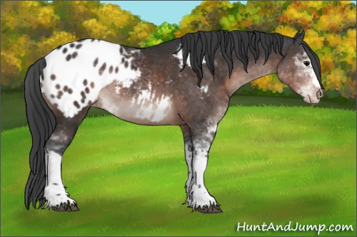 Horse Color:Brown Sabino Appaloosa 