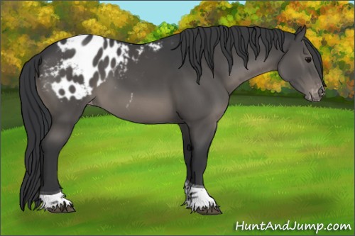 Horse Color:Black Sabino Tobiano Appaloosa 