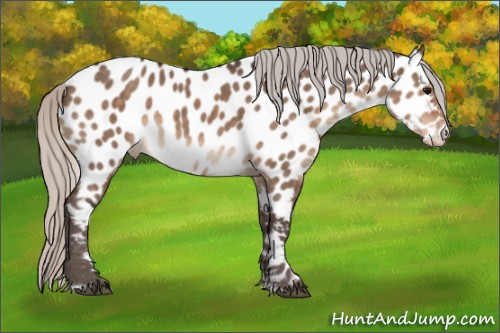 Horse Color:Silver Brown Dun Sabino Appaloosa 