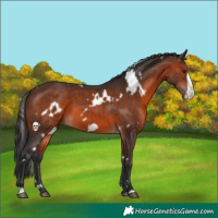 Horse Color:White Spotted Brown Frame 