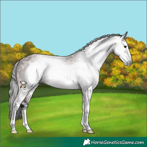 Horse Color:Gray White Spotted Bay Frame