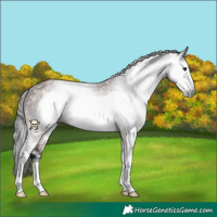 Horse Color:Gray White Spotted Bay Frame 