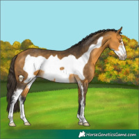 Horse Color:Buckskin Sabino Frame 