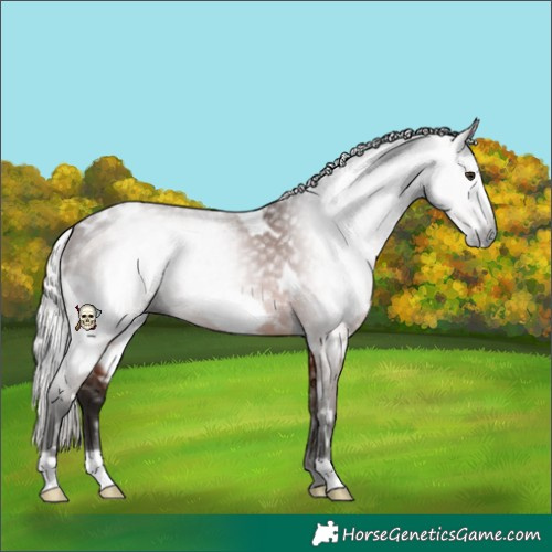 Horse Color:Gray White Spotted Silver Bay Frame 