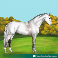 Horse Color:Gray White Spotted Silver Bay Frame 