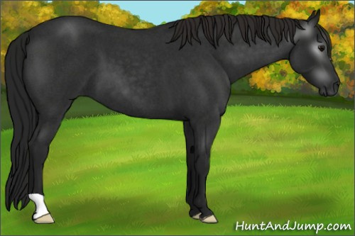 Horse Color:Gray Smoky Blue Roan