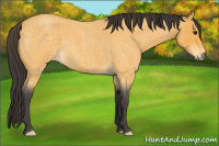 Horse Color:Buckskin Roan