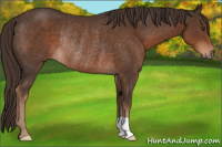 Horse Color:Liver Chestnut Rabicano