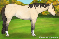 Horse Color:Buckskin Dun 