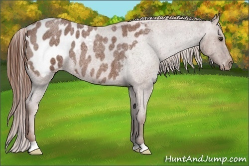 Horse Color:Red Roan Appaloosa