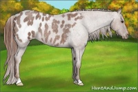 Horse Color:Red Roan Appaloosa 