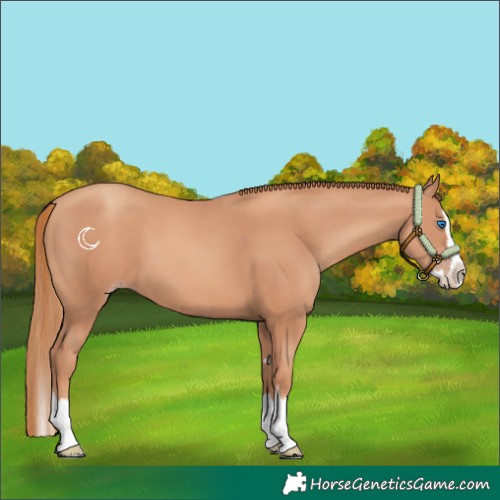Horse Color:Gold Champagne Splash 