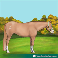 Horse Color:Gold Champagne Splash 