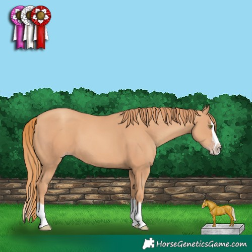 Horse Color:Gold Champagne Splash 