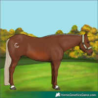 Horse Color:Chestnut 