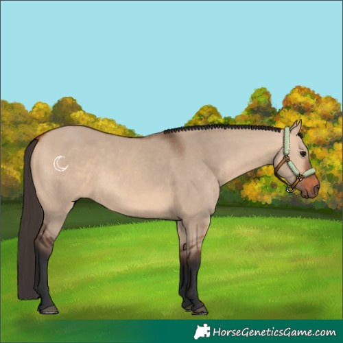 Horse Color:Bay Dun
