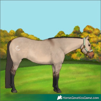 Horse Color:Bay Dun 