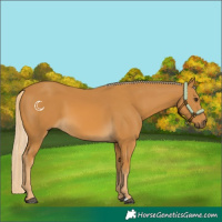 Horse Color:Palomino