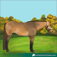 Horse Color:Buckskin 
