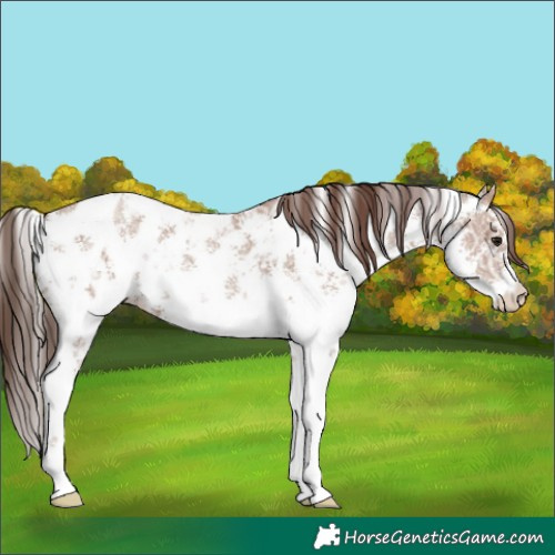 Horse Color:Classic Champagne Ice Sabino Appaloosa 
