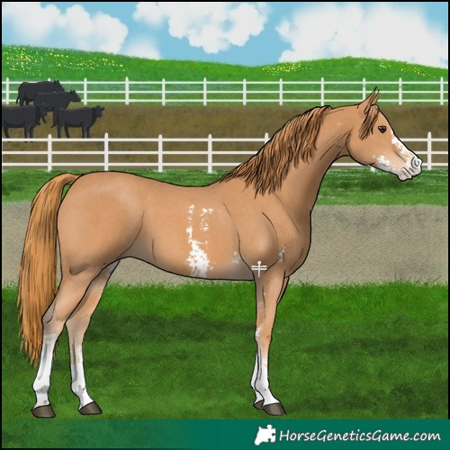 Horse Color:Chestnut Sabino 