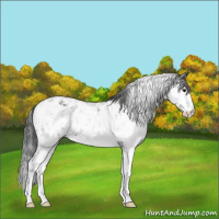 Horse Color:Black Sabino Splash Appaloosa  and Black Sabino Splash Appaloosa 