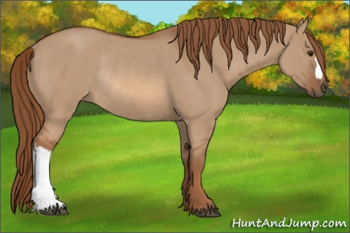 Horse Color:Red Dun Rabicano 