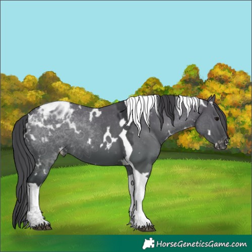Horse Color:White Spotted Grullo Tobiano Varnish 