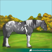 Horse Color:White Spotted Grullo Tobiano Varnish 