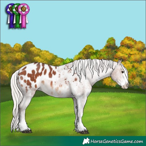 Horse Color:White Spotted Silver Brown Appaloosa 